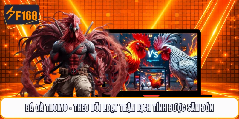 Đá Gà Thomo - Theo Dõi Loạt Trận Kịch Tính Được Săn Đón
